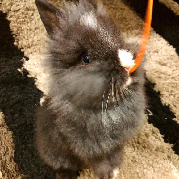 Meet your POSHER - Picture 6 of 9